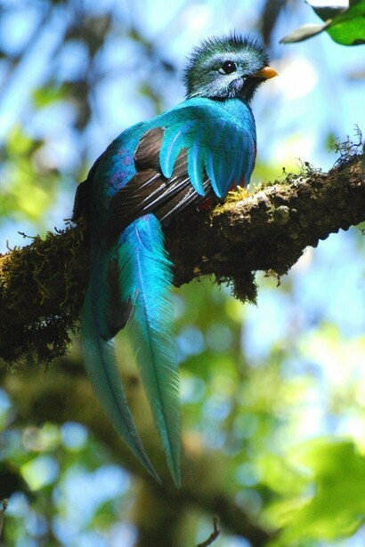 El Quetzal