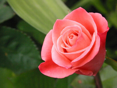 Petali di rosa
