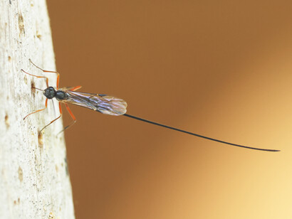 Ichneumon Wasp probing hole with ovipositer © Gehan de Silva Wijeyeratne