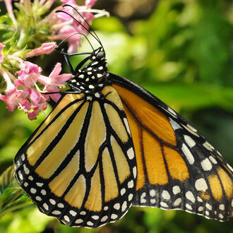 Butterfly Pavilion. Courtesy of Smithsonian's National Museum of Natural History