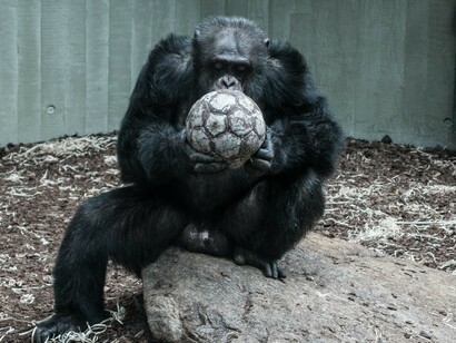 There are a knowledge and behaviour that exist in animals and man