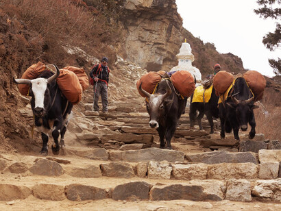 Silhouetted against the Himalayan horizon, yaks makes their steady way through the pristine landscape, their presence a reassuring constant amidst the challenges of altitude and isolation