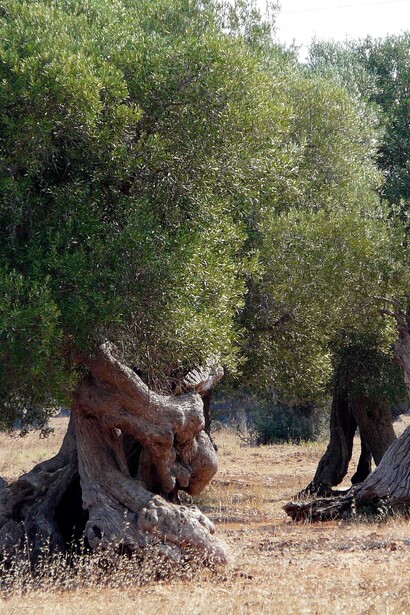 Nonostante le sfide, l'olivicoltura in Puglia continua a prosperare, sostenuta da innovazione, passione e un forte legame con la terra