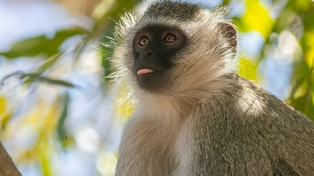 Un esemplare di Chlorocebus pygerythrus che fa la "linguaccia"