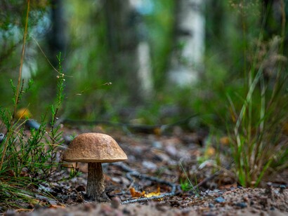 A shitake mushroom growing in the wild