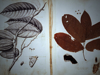 Sir Hans Sloane’s cacao specimen collected from Jamaica. The illustration was completed by Dutch artist Everhardus Kickius. Natural History Museum, London