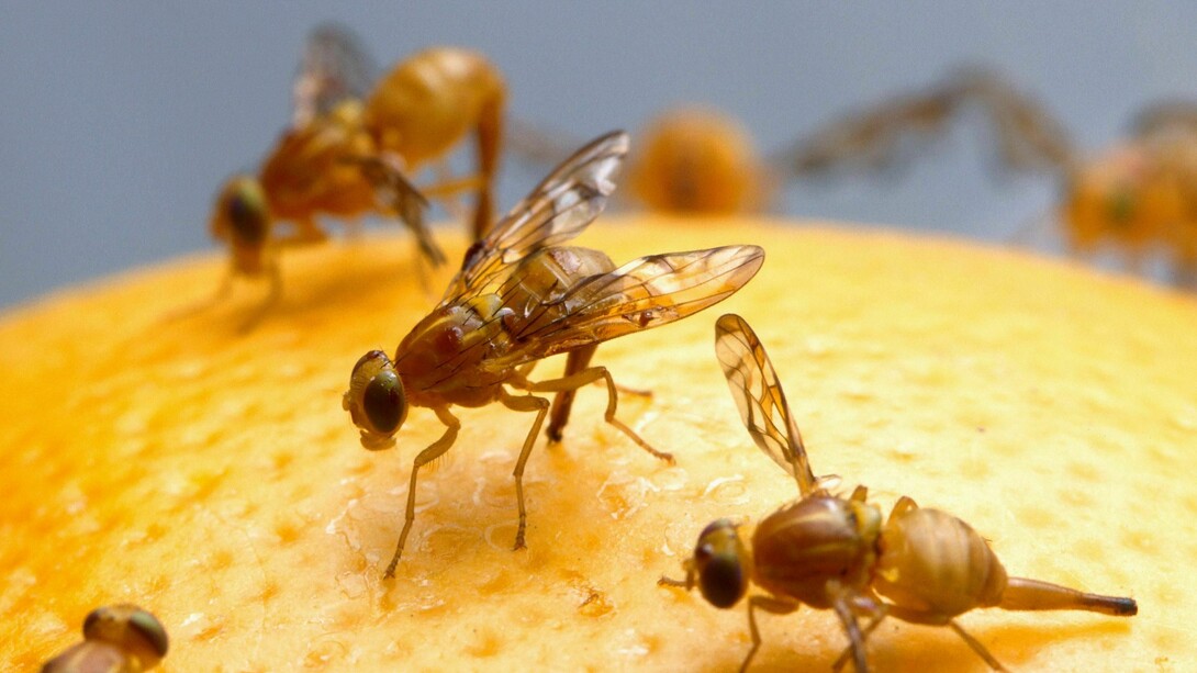 Insecto hembra de mosca de la fruta, Mexico