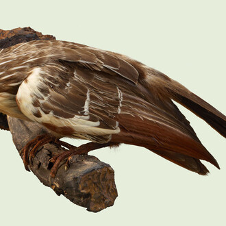 Ronald and Christina Gidwitz Hall of Birds. Courtesy of Field Museum