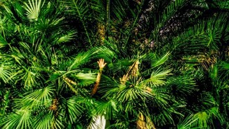 Valeria Mecozzi, Urbanaphilia, fotografia, cm 30x20, 2019
