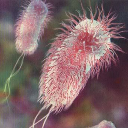 Esterichia Coli
