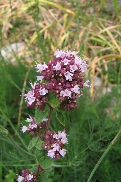 Origano selvatico (Origanum vulgare)