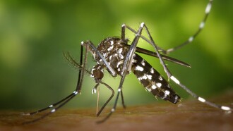 O Ministério da Saúde adotou estratégias baseadas em evidências científicas e tecnologias inovadoras focadas na redução das mortes por arbovírus. Elas estão organizadas em seis áreas: prevenção; vigilância; controle de vetores; organização da rede de saúde; preparação e resposta a emergências; e comunicação e participação da comunidade