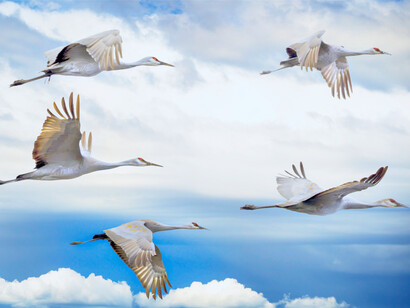 Sandhill cranes flying in the sky in California, with their feathers, the Fibonacci sequence