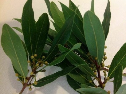 Plantas medicinales
