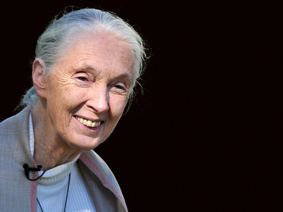 Jane Goodall. Jane Goodall é conhecida por seu trabalho inovador com chimpanzés no Parque Nacional Gombe Stream, na Tanzânia