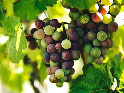 Le pratiche sostenibili sono sempre più adottate nella viticultura globale, con il Cile in prima linea nell'uso di tecniche eco-friendly