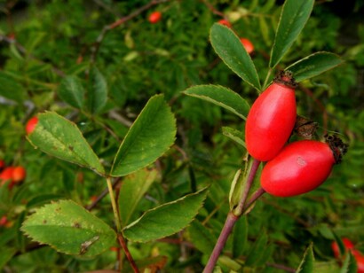 Rosa canina, frutti