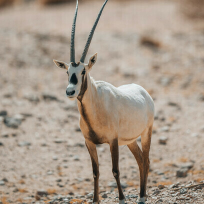 An antelope looks straight into the camera