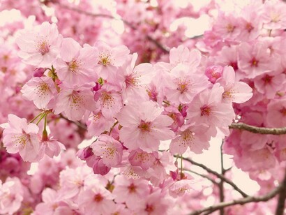 Flores de cerezo japonés (sakura)