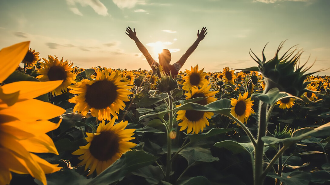 A person standing in a field of sunflowers, basking in the warmth of the sun, surrounded by nature's beauty