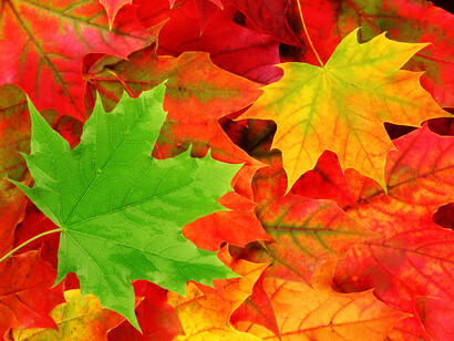 Foglie colorate in autunno