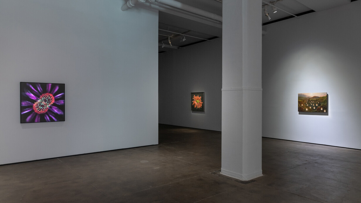 Laurent Grasso, Artificialis, exhibition view. Courtesy of Sean Kelly Gallery