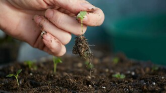 Terra per coltivare: "La ricchezza del microbioma del suolo può costituire un tesoro anche per la ricerca medica"