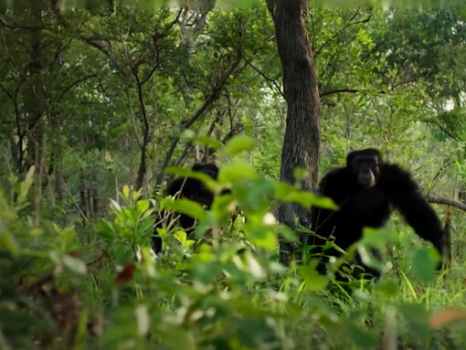 In some particular environmental circumstances and situations, chimpanzees decided, like our ancestors, to take refuge in cavities