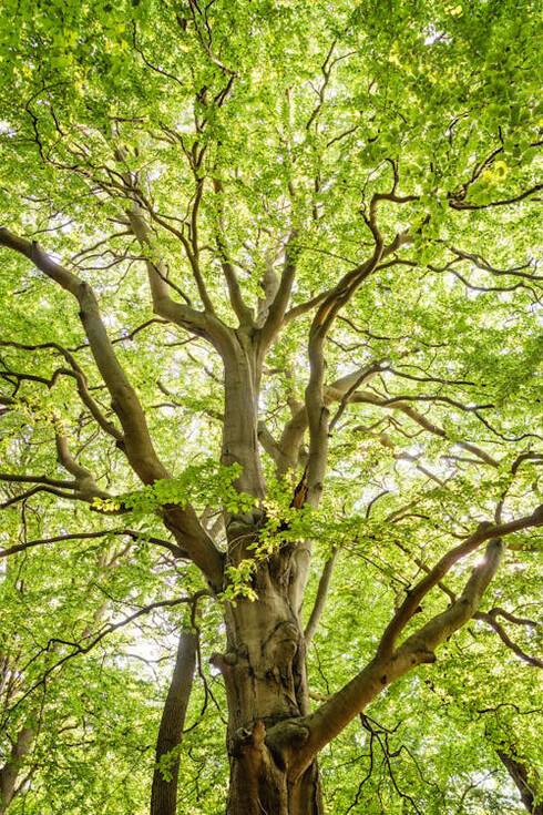 In this lush forest, the visible roots of trees symbolise how our habits can either support or hinder our progress, transformative change comes from re-evaluating and evolving these deep-seated routines