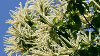 I fiori del castagno sono raccolti in lunghe infiorescenze chiamate amenti, che compaiono tra la fine della primavera e l’inizio dell’estate