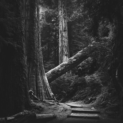Each worrying night I rush in despair through the climbing paths of San Gemini woods