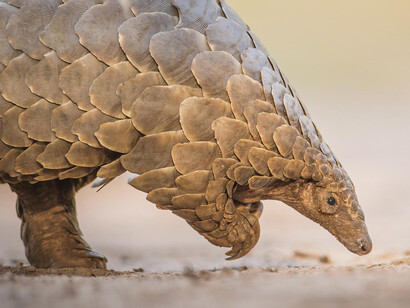 Whether a virus can make such a species leap and trigger an outbreak like Covid-19, depends on a complex cascade of factors relating to ecology, viral evolution, and human immunity