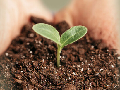 Una planta entre las manos de alguien saca sus primeras hojas. La tierra está relacionada con lo estático
