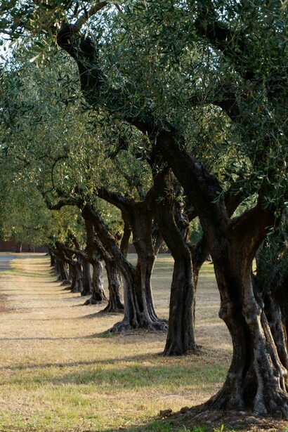 I frantoi pugliesi combinano metodi tradizionali e tecnologie moderne per produrre un olio ricco di sapore e proprietà nutrizionali