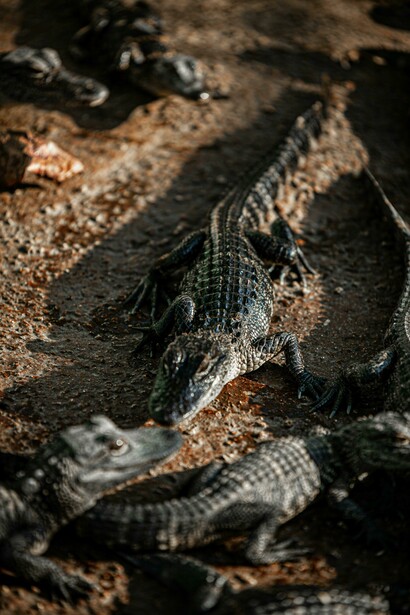Espécies como o sarcosúquio e o deinosúquio caçavam dinossauros no final da era dos répteis, demonstrando a força dos crocodilos antigos