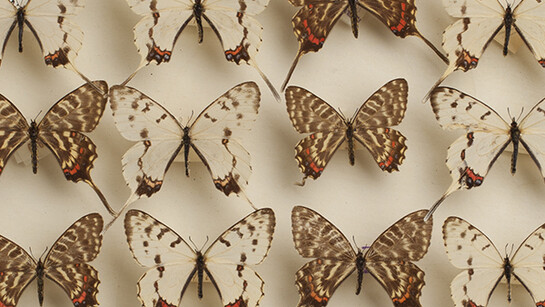 Population Impact. Courtesy of Carnegie Museum of Natural History