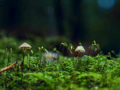 Diving into the mysteries of the psychedelic realm, an exploration that changes perceptions, brings about potential, and opens up the mind's canvas to new possibilites