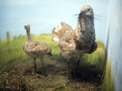 Natural assets, conservation. Courtesy of The Museum and Library of Hungarian Agriculture
