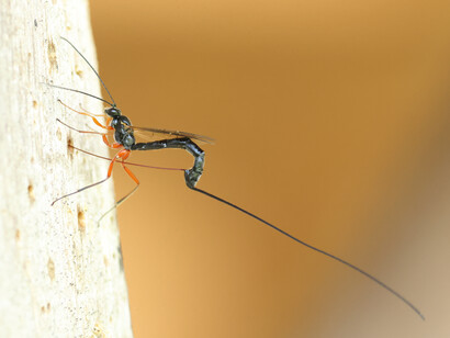 Ichneumon Wasp probing hole with ovipositer 2 © Gehan de Silva Wijeyeratne