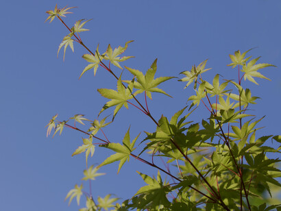 A reflexão e a introspecção durante as pausas podem trazer novos insights e orientar nossas escolhas de vida com mais clareza. Ávore Acer Palmatum