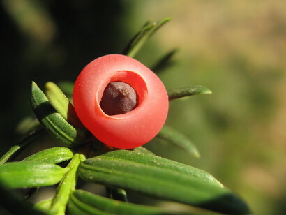 Frutto di Tasso (Taxus baccata)