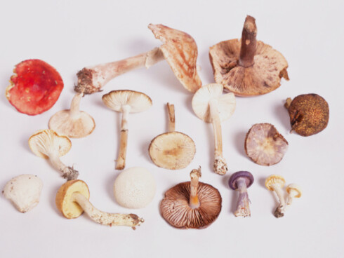 Mycorrhiza can be thought of as the roots of the fungus, with mushrooms being the fruit