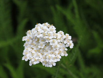 Achillea millefolium, fiori bianchi