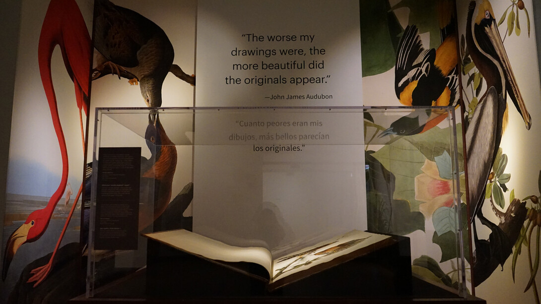 John James Audubon, Audubon’s birds of America, exhibition view. Courtesy of Field Museum