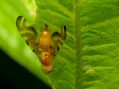 Mosca de interés científico; podías haberla entregado a la Ciencia y así serviría para investigar el Parkinson y el Alzheimer. Mosca de la fruta (Drosophila melanogaster)