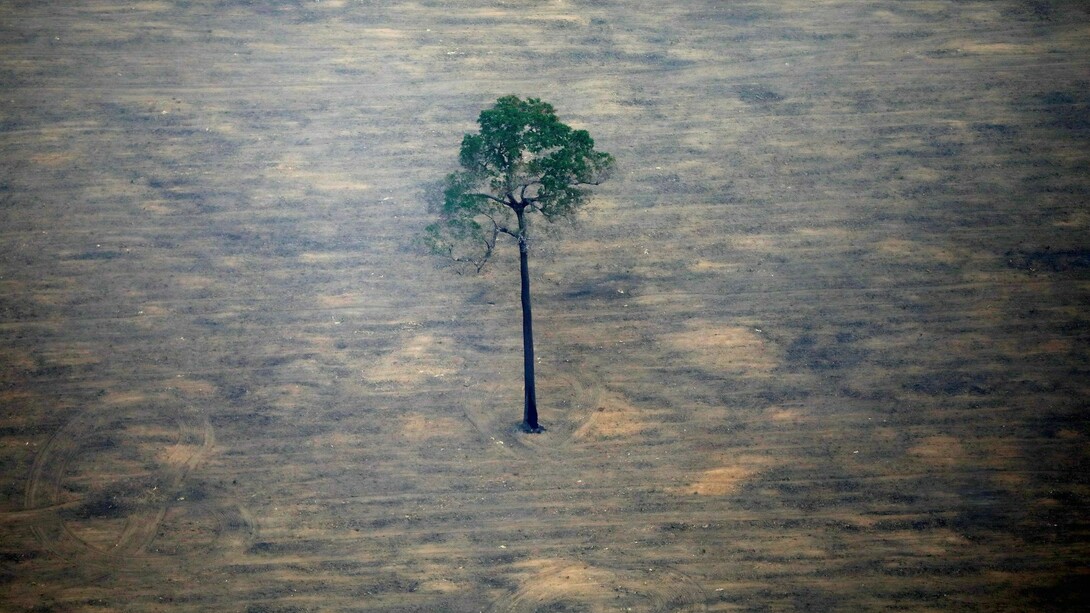 Ecocide