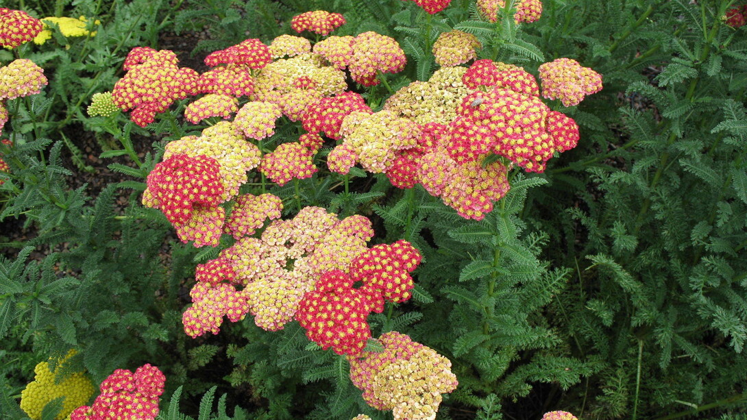 Achillea millefolium
