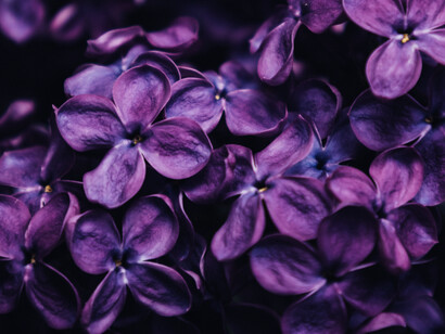 Acercamiento a un conjunto de flores moradas