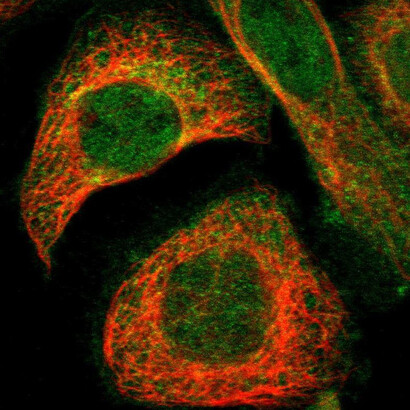 Protein alpha Inhibitor