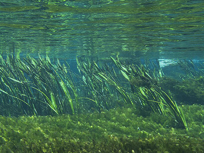 Águas Cristalinas do Rio Nascente Azul em Bonito, Mato Grosso do Sul, Brasil